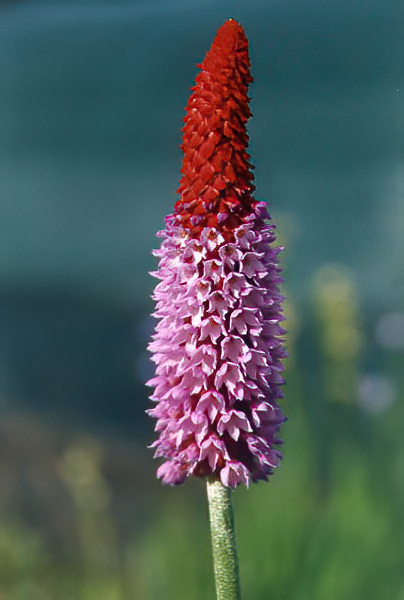 Primula vialii photo